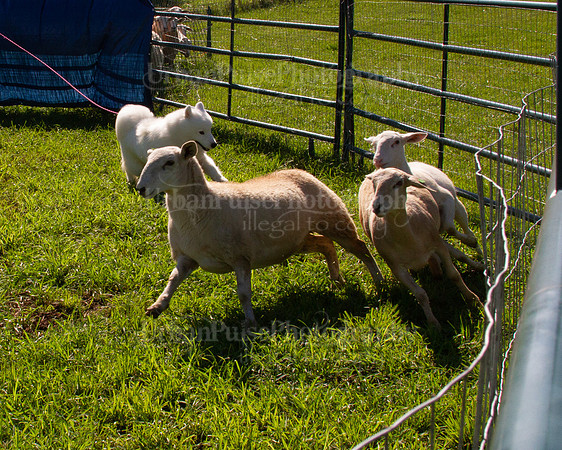SCA2019_HERDING-1004
