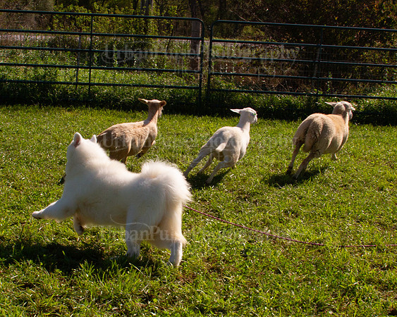 SCA2019_HERDING-1005