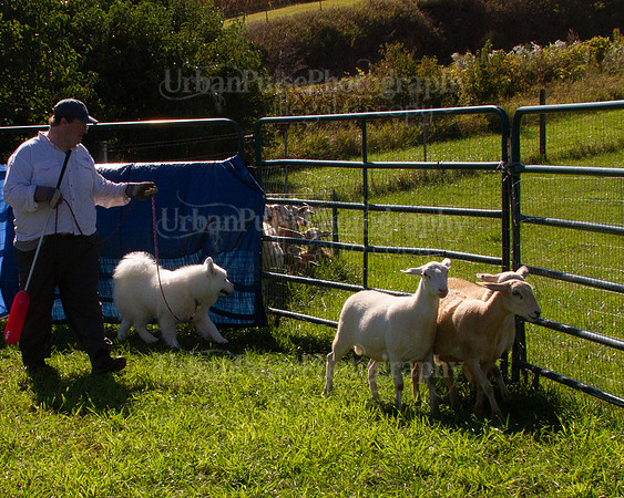 SCA2019_HERDING-1006