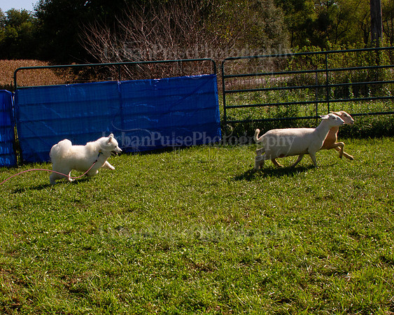 SCA2019_HERDING-1008