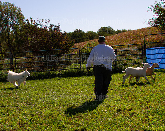 SCA2019_HERDING-1009