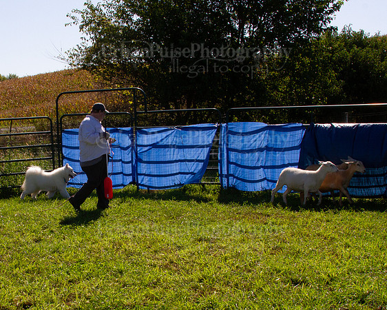 SCA2019_HERDING-1010
