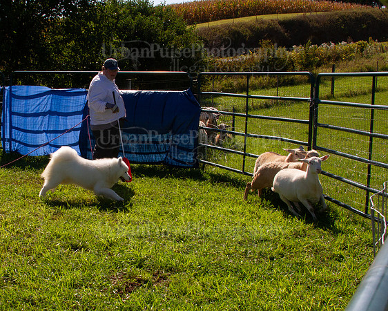 SCA2019_HERDING-1011