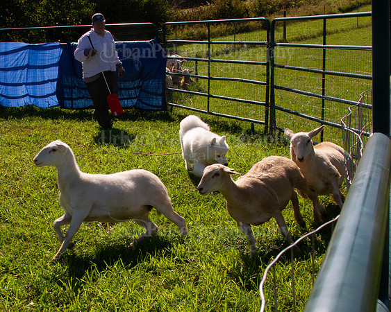SCA2019_HERDING-1012