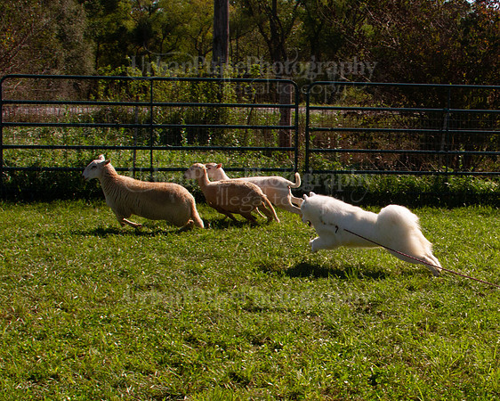 SCA2019_HERDING-1013