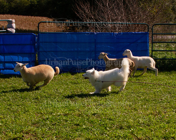 SCA2019_HERDING-1014