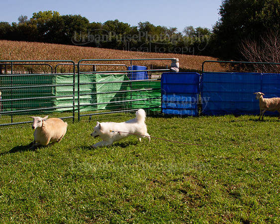 SCA2019_HERDING-1015