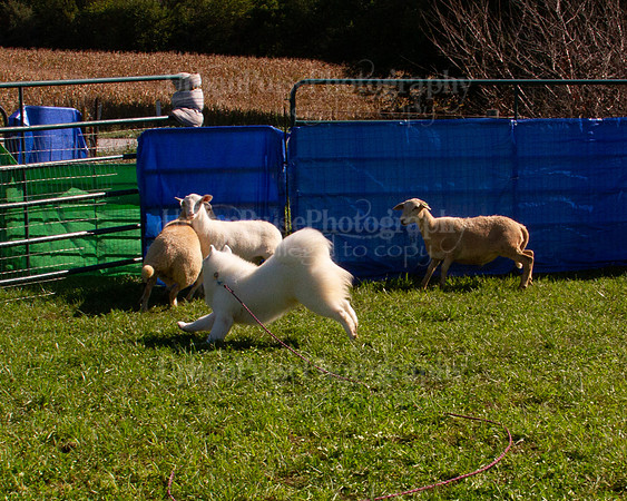 SCA2019_HERDING-1016