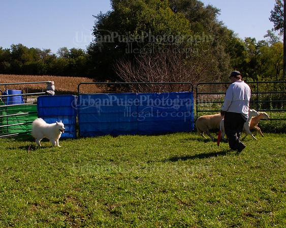 SCA2019_HERDING-1017