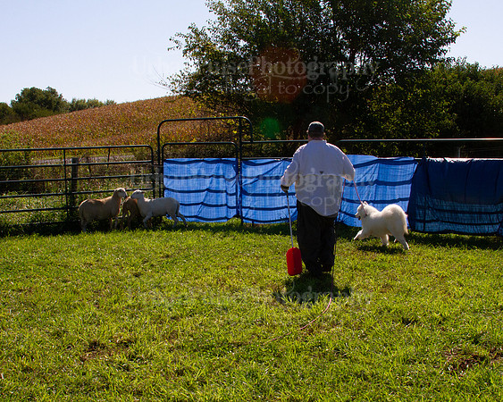 SCA2019_HERDING-1018