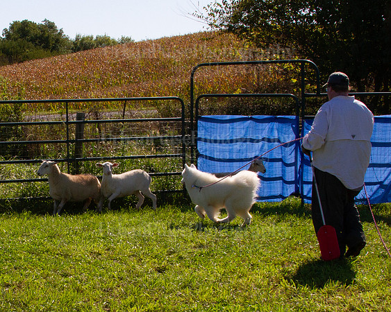 SCA2019_HERDING-1019