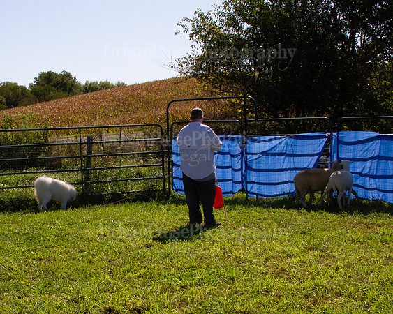 SCA2019_HERDING-1020