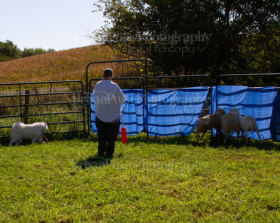SCA2019_HERDING-1021