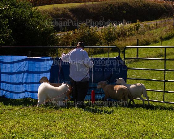 SCA2019_HERDING-1022