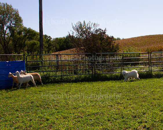 SCA2019_HERDING-1024