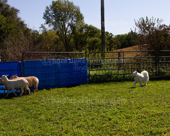 SCA2019_HERDING-1025