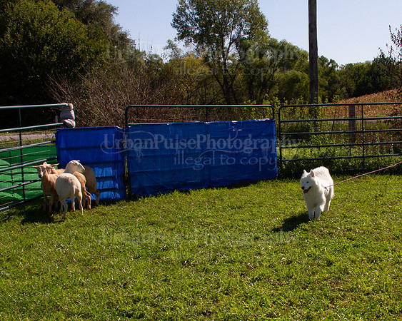 SCA2019_HERDING-1026