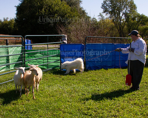 SCA2019_HERDING-1027