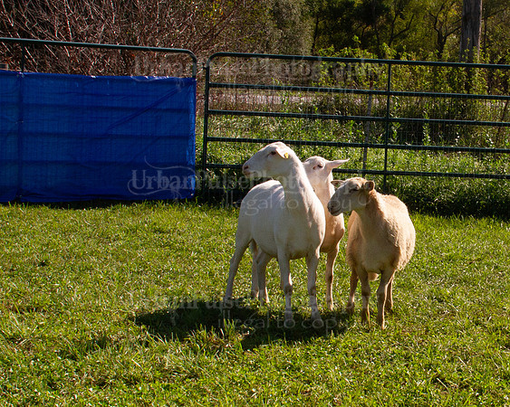 SCA2019_HERDING-1035