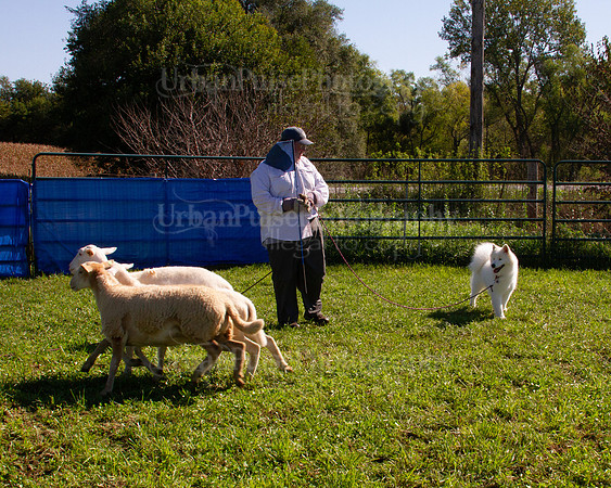 SCA2019_HERDING-1036