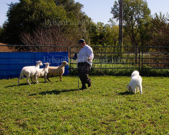 SCA2019_HERDING-1037