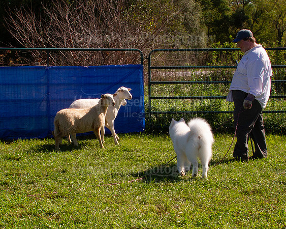 SCA2019_HERDING-1038