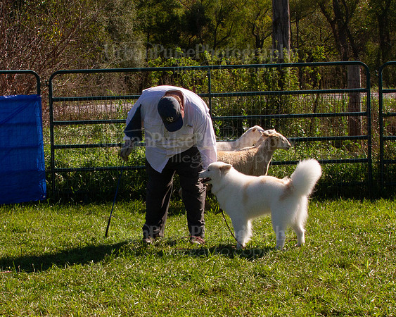 SCA2019_HERDING-1039