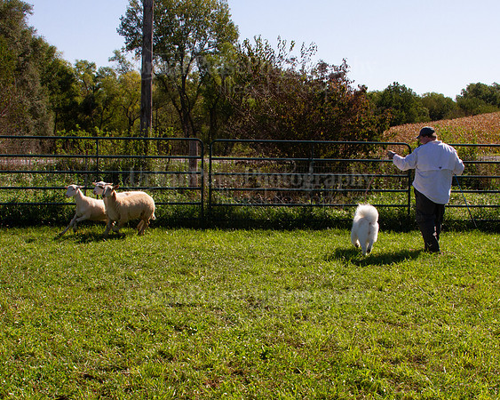 SCA2019_HERDING-1040