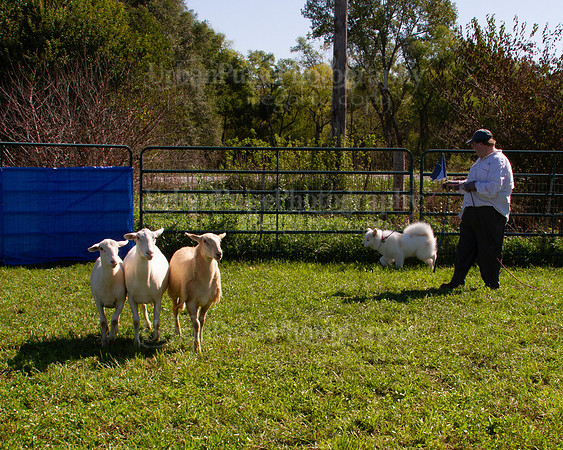 SCA2019_HERDING-1041