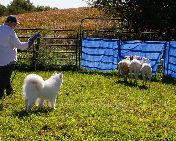 SCA2019_HERDING-1042