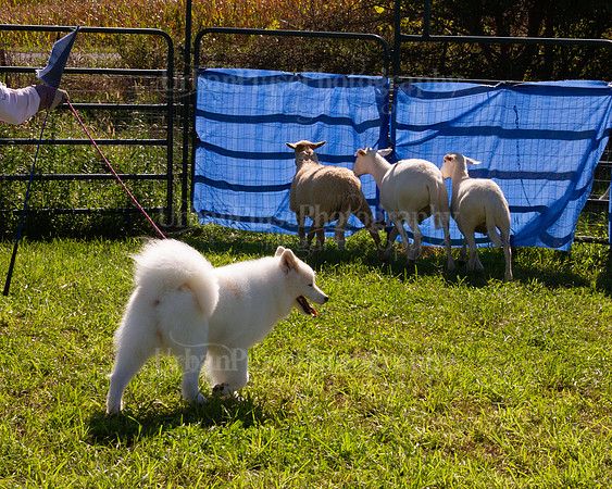 SCA2019_HERDING-1043