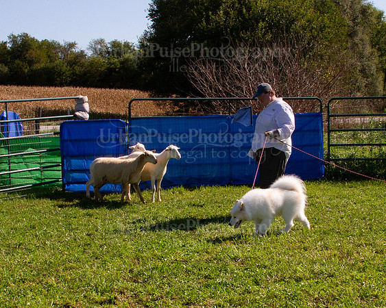 SCA2019_HERDING-1044