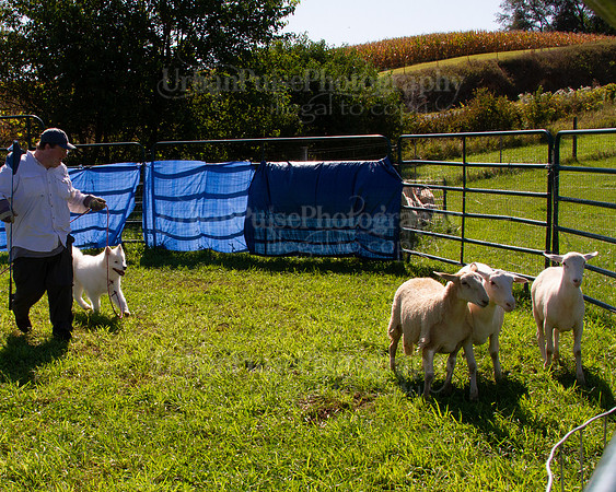 SCA2019_HERDING-1045