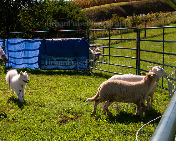 SCA2019_HERDING-1046