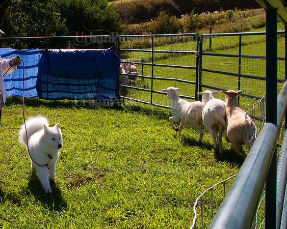 SCA2019_HERDING-1047