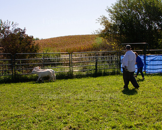 SCA2019_HERDING-1048