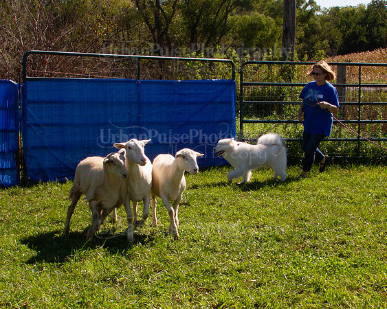 SCA2019_HERDING-1049