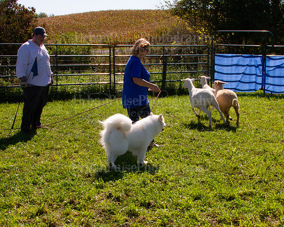 SCA2019_HERDING-1050