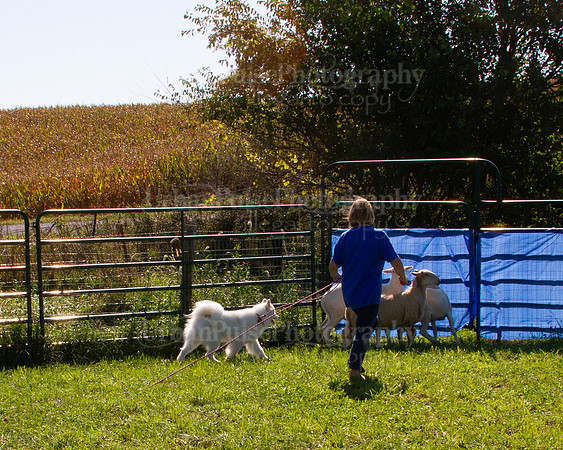 SCA2019_HERDING-1051