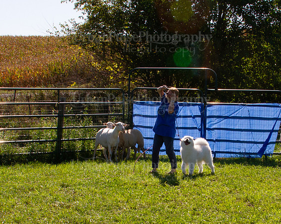 SCA2019_HERDING-1052