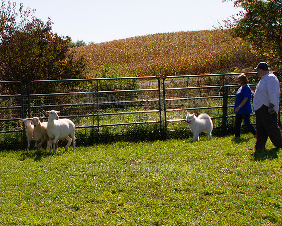 SCA2019_HERDING-1053