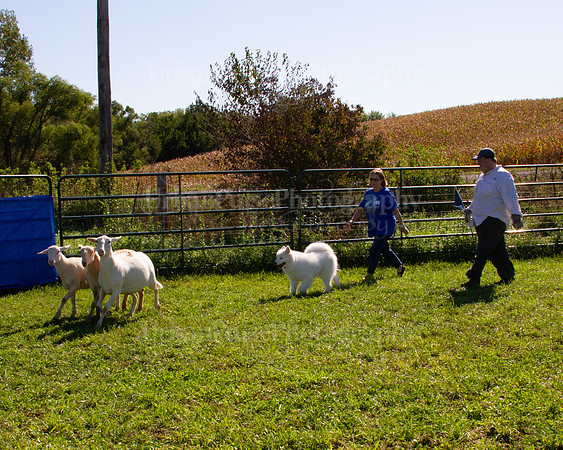 SCA2019_HERDING-1054