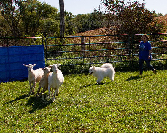SCA2019_HERDING-1055