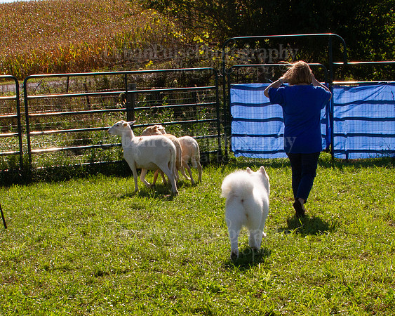 SCA2019_HERDING-1056