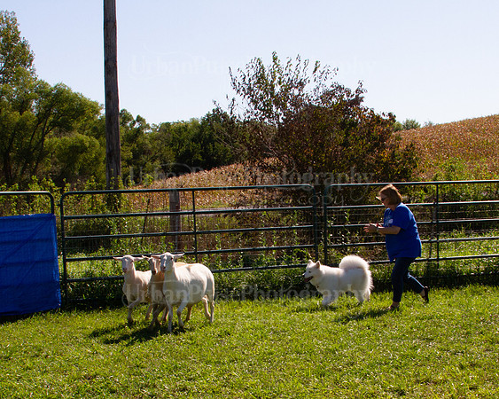 SCA2019_HERDING-1057