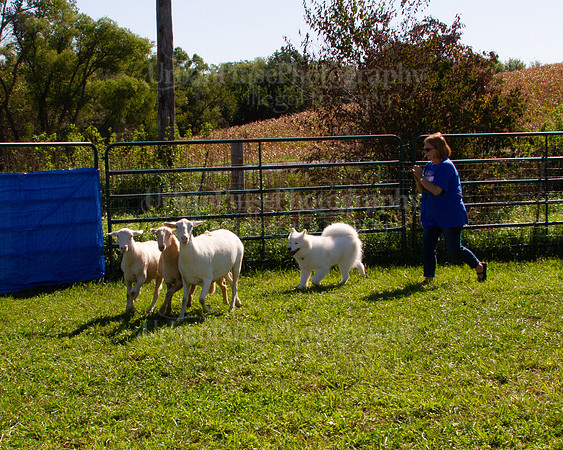 SCA2019_HERDING-1058