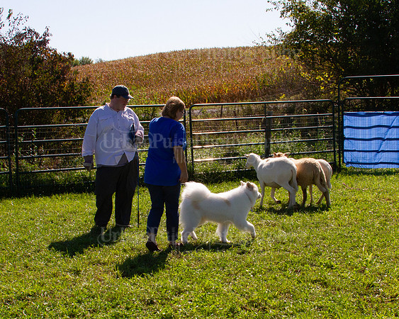 SCA2019_HERDING-1059