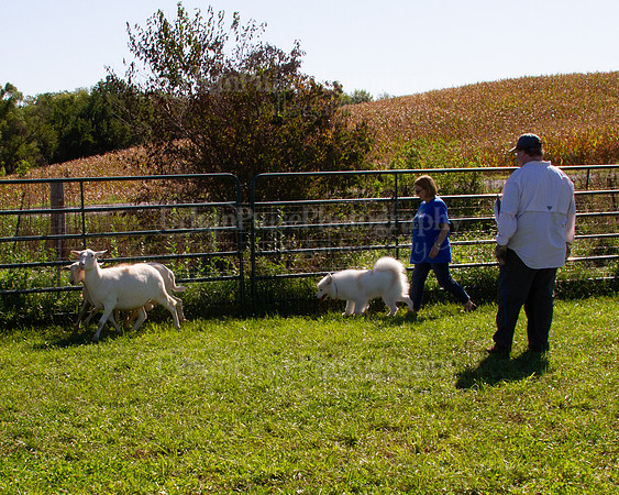 SCA2019_HERDING-1060
