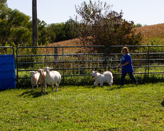 SCA2019_HERDING-1061