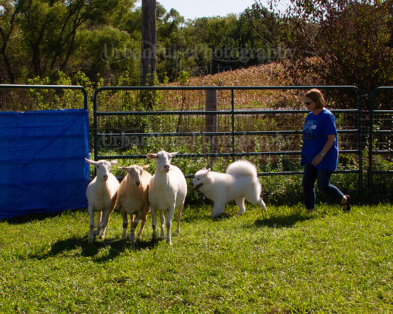 SCA2019_HERDING-1062